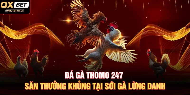 Đá Gà Thomo 247 Săn Thưởng Khủng Tại Sới Gà Lừng Danh