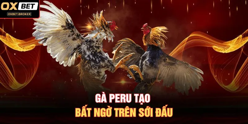Gà Peru tạo bất ngờ trên sới đấu