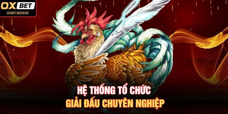 Hệ thống tổ chức giải đấu chuyên nghiệp