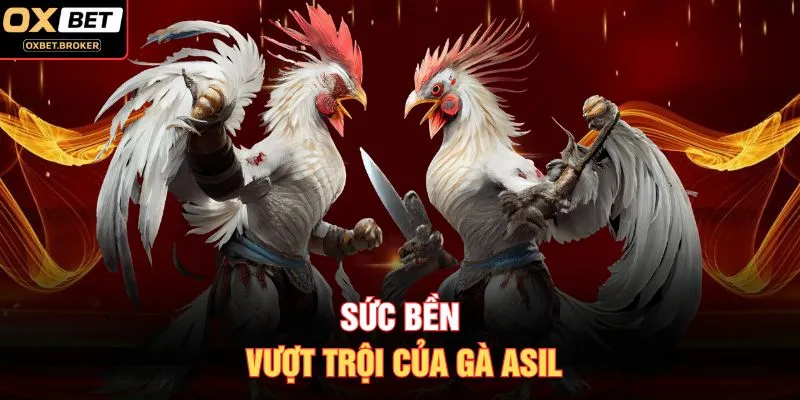Sức bền vượt trội của gà Asil
